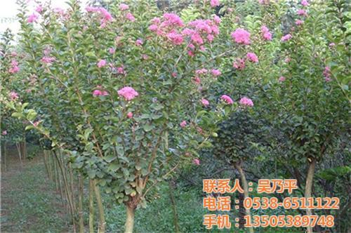 紫薇|平盛苗圃|7-25CM紫薇