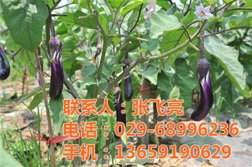 西安酒店蔬菜配送合同_蔬菜配送_袋鼠农产品销售(查看)